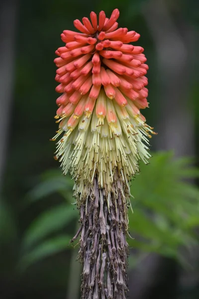 Una Flor Colorida Jardín — Foto de Stock