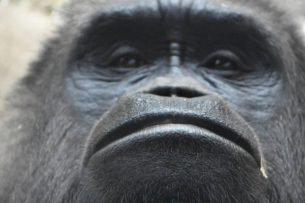 Primer Plano Gorila — Foto de Stock