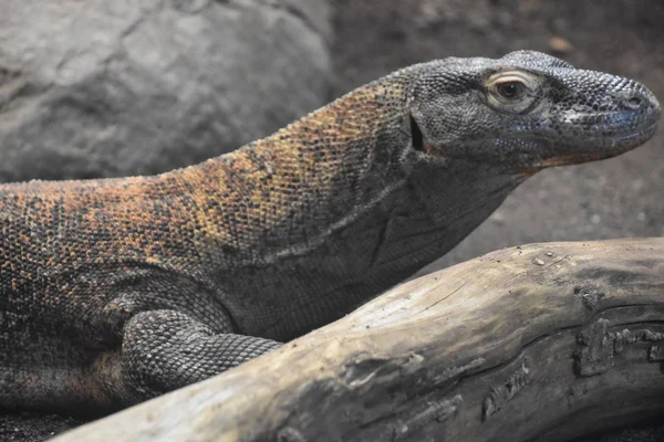 Komodo Dragon Its Habitat — Stok Foto