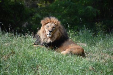 Bir aslan-dinlenme