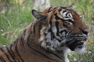 Vahşi Doğada Dinlenen Bir Malaya Kaplanı