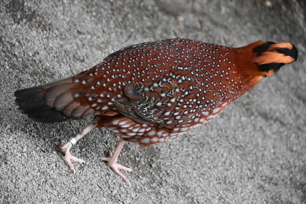 Ein Malaiischer Argus — Stockfoto