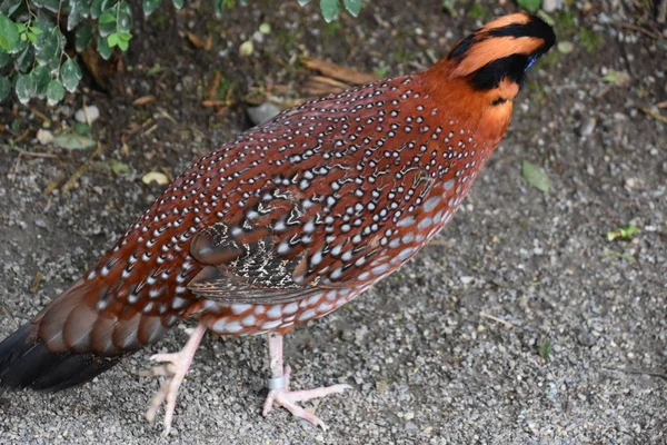 Ein Malaiischer Argus — Stockfoto