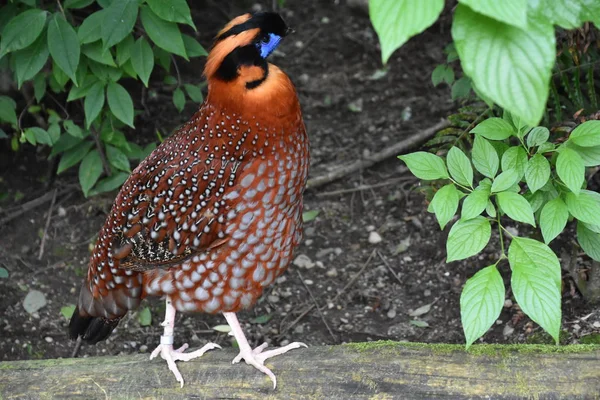 Ein Malaiischer Argus — Stockfoto