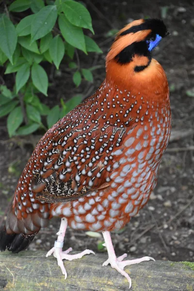 Ein Malaiischer Argus — Stockfoto