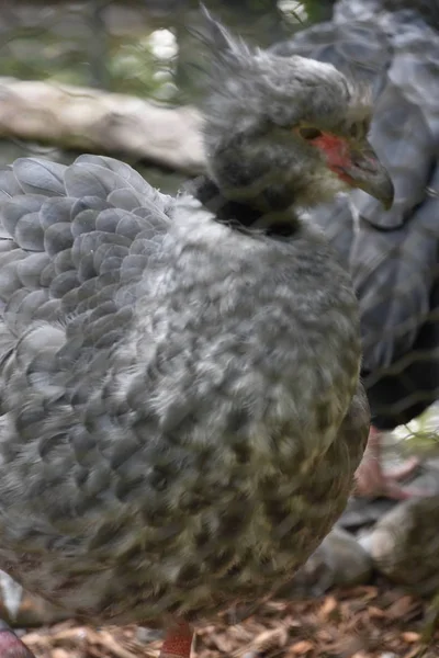 Screamer Bird Zoo — Stock Photo, Image