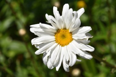 Bahçedeki güzel çiçekler