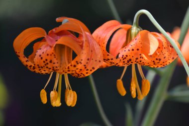Bahçedeki güzel çiçekler