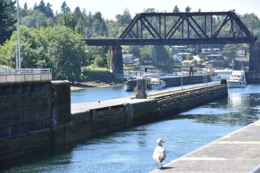 Seattle, Wa - Jul 15: Hiram M. Chittenden Locks (Ballard Locks) Seattle, Washington, 15 Temmuz 2019 tarihinde görüldüğü gibi. Bu Seattle, Washington Gölü Washington Gemi Kanalı, Salmon Bay batı ucunda kilitleri bir komplekstir.