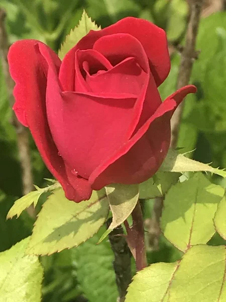 Eine Rote Rose — Stockfoto