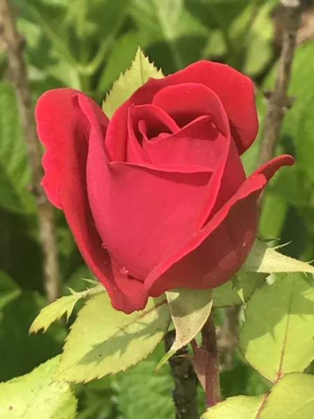 Een Rode Roos Bloem — Stockfoto