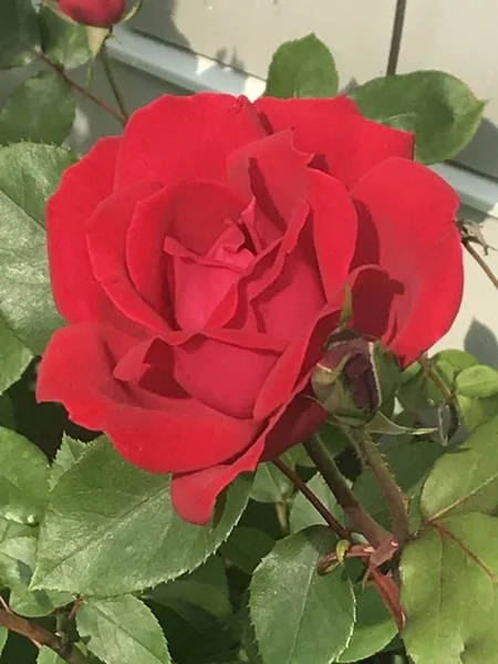 Czerwona Róża Kwiat — Zdjęcie stockowe