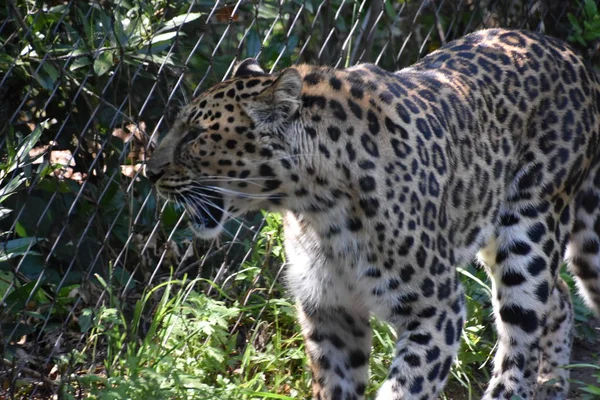 Cheetah Selvaggio Veloce — Foto Stock