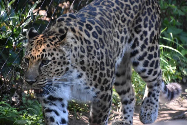 Cheetah Selvagem Rápido — Fotografia de Stock