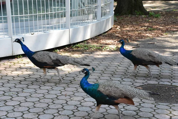 Peacock Birds Wild — Stock fotografie