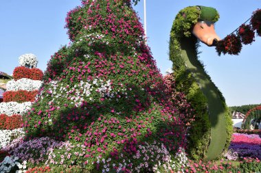 DUBAI, BAE - 20 Şubat 2020 'de Dubai Mucize Bahçesi' nde görüldüğü gibi. Bahçede 45 milyondan fazla çiçek var..