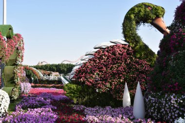 DUBAI, BAE - 20 Şubat 2020 'de Dubai Mucize Bahçesi' nde görüldüğü gibi. Bahçede 45 milyondan fazla çiçek var..