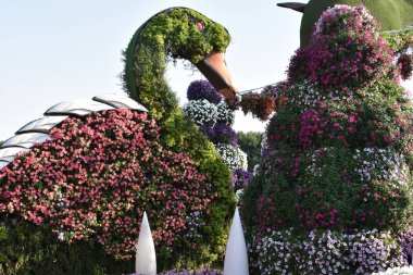 DUBAI, BAE - 20 Şubat 2020 'de Dubai Mucize Bahçesi' nde görüldüğü gibi. Bahçede 45 milyondan fazla çiçek var..