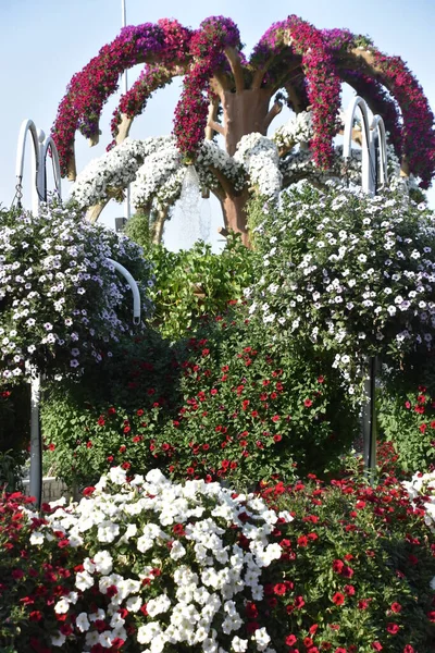 Dubai Uea Feb Dubai Miracle Garden Uea Seperti Yang Terlihat — Stok Foto