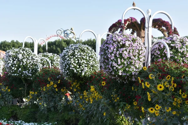 Дубай Оаэ Феб Dubai Miracle Garden Uae Видно Февраля 2020 — стоковое фото