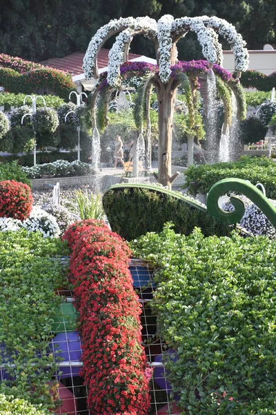 Dubai Emirati Arabi Uniti Feb Dubai Miracle Garden Negli Emirati — Foto Stock