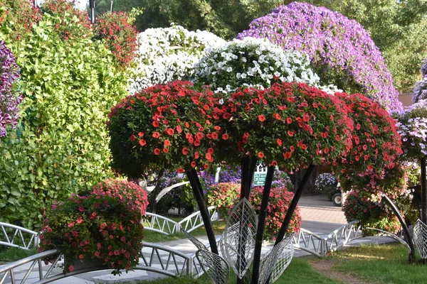 Dubai Emirati Arabi Uniti Feb Dubai Miracle Garden Negli Emirati — Foto Stock