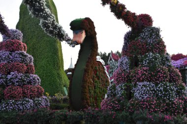 DUBAI, BAE - 20 Şubat 2020 'de Dubai Mucize Bahçesi' nde görüldüğü gibi. Bahçede 45 milyondan fazla çiçek var..