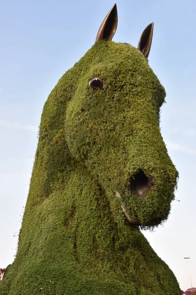 Dubai Förenade Arabemiraten Feb Dubai Miracle Garden Förenade Arabemiraten Sett — Stockfoto