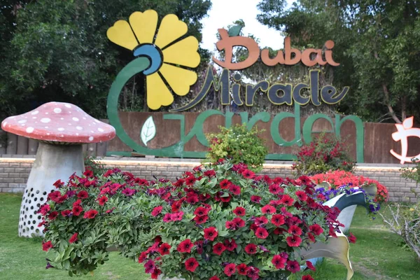 Dubai Förenade Arabemiraten Feb Dubai Miracle Garden Förenade Arabemiraten Sett — Stockfoto