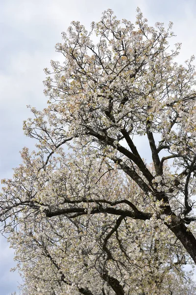 Krásné Kvetoucí Třešňové Květy — Stock fotografie