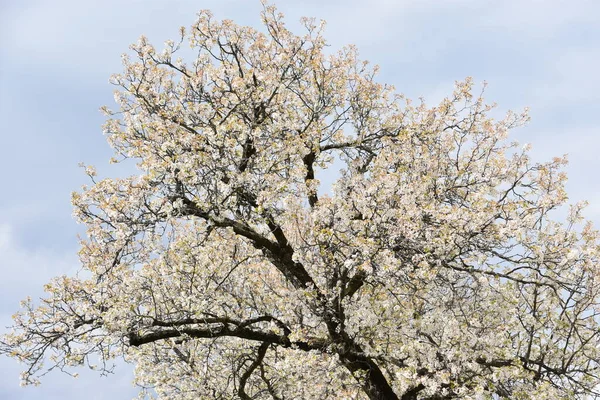 Krásné Kvetoucí Třešňové Květy — Stock fotografie