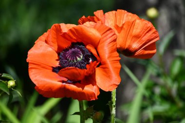 Bahçedeki Renkli Çiçekler