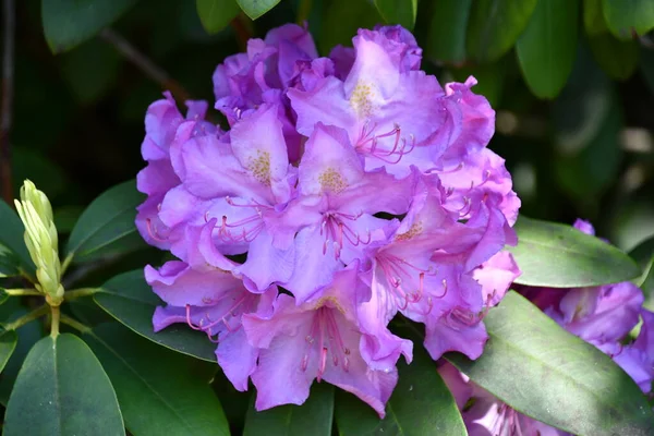 Bunte Blumen Garten — Stockfoto