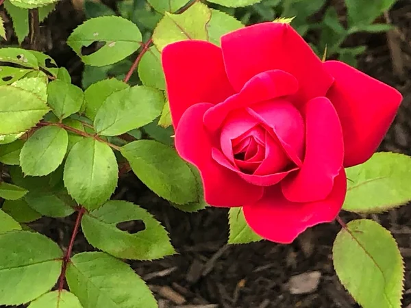 Uma Rosa Jardim — Fotografia de Stock