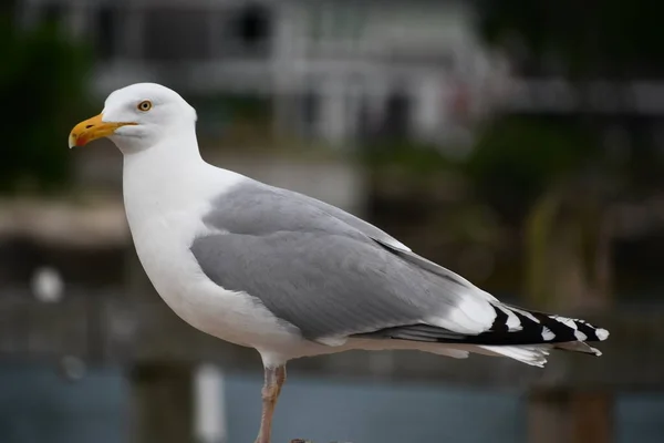 Une Mouette Bord Eau — Photo