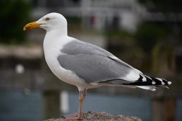 Une Mouette Bord Eau — Photo