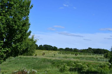 Wallingford, Connecticut 'taki Gouveia Vineyards, 13 Haziran 2020' de görüldüğü gibi..
