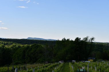 Wallingford, Connecticut 'taki Gouveia Vineyards, 13 Haziran 2020' de görüldüğü gibi..