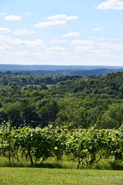 Wallingford Jun Gouveia Vineyards Wallingford Connecticut Seen Jun 2020 — Stock Photo, Image