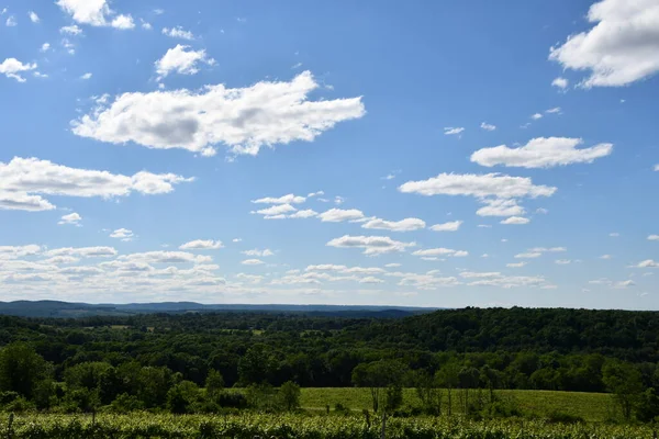 Wallingford Jun Gouveia Vineyards Wallingford Connecticut Seen Jun 2020 — Stock Photo, Image