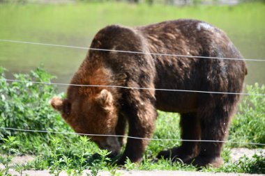 JACKSON TOWNShiIP, NJ - 28 Haziran 2020 'de görüldüğü üzere, Jackson Township, New Jersey' deki Six Flags 'daki Wild Safari Drive-Thru Macerası' nda kahverengi ayı..