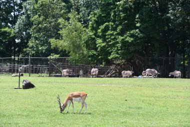 JACKSON TOWNShiIP, NJ - 28 Haziran 2020 'de görüldüğü üzere, Jackson Township, New Jersey' deki Vahşi Safari Drive-Thru Macerasında Dama Gazelle.