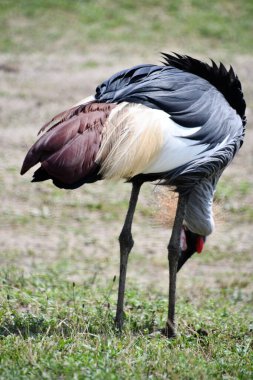 Doğu Taç Giyen Turna Vahşi Doğuda