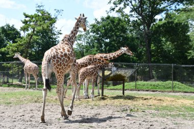 JACKSON TOWNShiIP, NJ - 28 Haziran 2020 'de görülen Jackson Township, New Jersey' deki Six Flags Drive-Thru Macerasında zürafa.