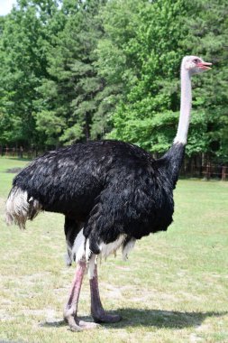 Vahşi doğadaki devekuşu kuşu