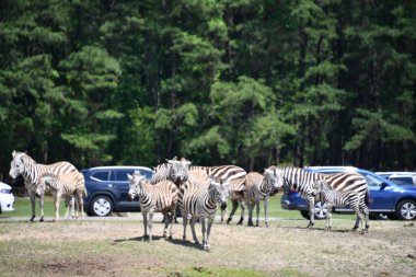 JACKSON TOWNShiIP, NJ - 28 Haziran 2020 'de görülen Jackson Township, New Jersey' deki Altı Bayrak Büyük Macerasında Zebra.