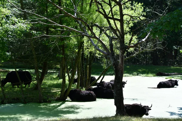 Jackson Township Jun Asian Water Buffalo Wild Safari Drive Thru — 스톡 사진