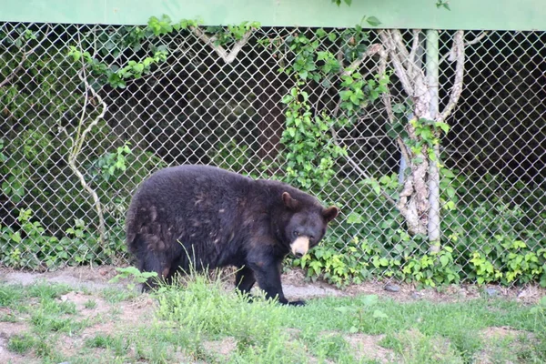 Jackson Township Kesäkuu Musta Karhu Wild Safari Drive Thru Seikkailu — kuvapankkivalokuva