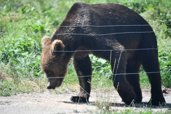 Джексон Тауншип Нью Джерси Июня Бурый Медведь Приключении Wild Safari — стоковое фото