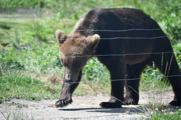 Джексон Тауншип Нью Джерси Июня Бурый Медведь Приключении Wild Safari — стоковое фото